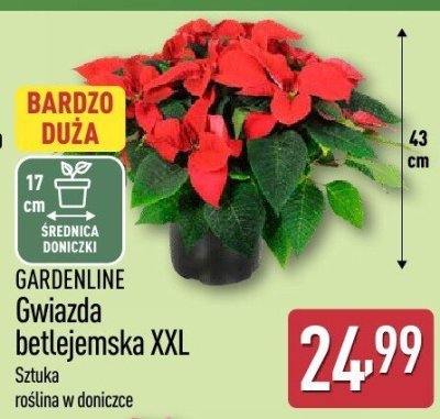 Gwiazda betlejemska XXL  promocja w Aldi
