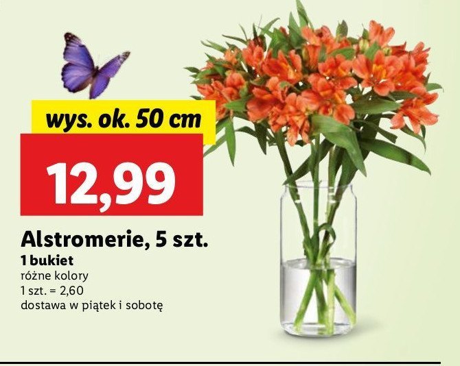 Alstromeria 50 cm promocja