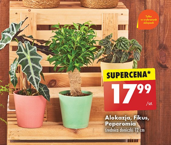 Fikus don. 12 cm promocja