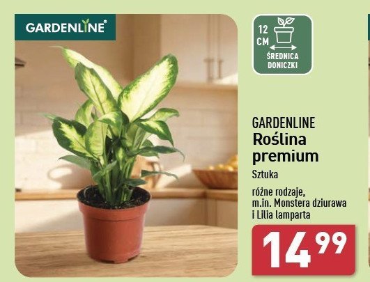 Monstera dziurawa GARDEN LINE promocja