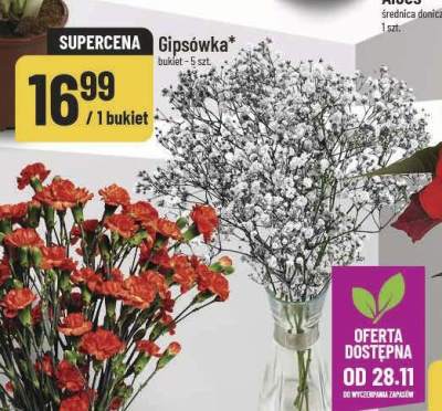 Cyprys Goldcrest Wilma promocja w POLOmarket