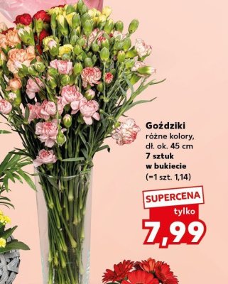 Goździki różne kolory promocja w Kaufland
