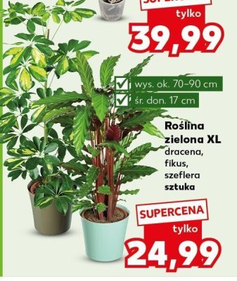 Roślina zielona XL - fikus promocja w Kaufland