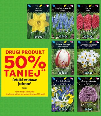 Cebulki kwiatowe jesienne Krokus botaniczny Ard Schenk promocja w POLOmarket