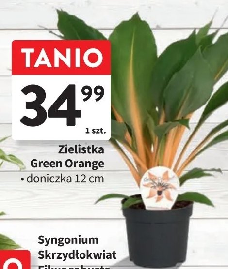Zielistka green orange 12 cm promocja