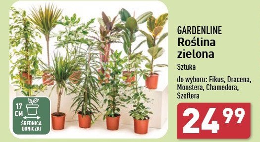 Monstera 17 cm GARDEN LINE promocja