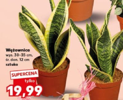 Wężownica promocja w Kaufland