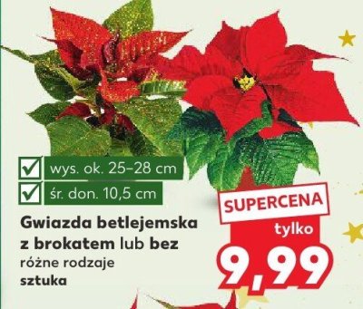 Gwiazda betlejemska z brokątem lub bez różne rodzaje sztuka promocja w Kaufland