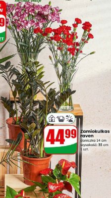 Zamiokulkas raven promocja w Dino