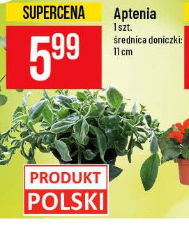 Aptenia don. 11 cm promocja