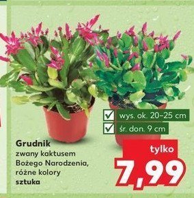 Grudnik promocja w Kaufland