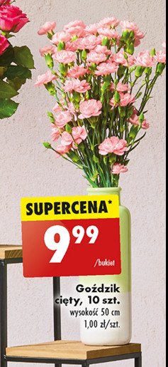 Goździki 50 cm promocja w Biedronka