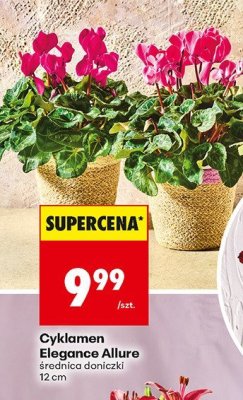 Cyklamen Elegance Allure promocja w Biedronka