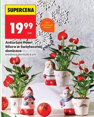 Kwiat Anturium Pearl Micra w świątecznej doniczce promocja w Biedronka