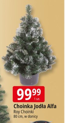 Choinka jodła Alfa Roy Choinki 80 cm, w donicy promocja w Leclerc