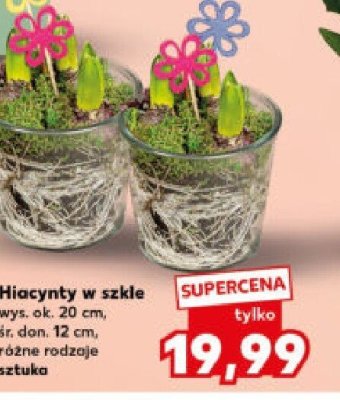 Hiacynty w szkle promocja w Kaufland