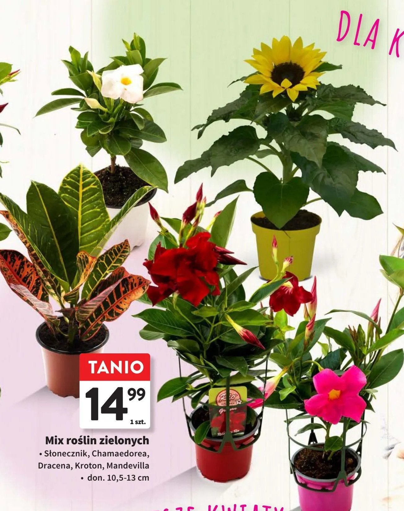 Mandevilla promocja