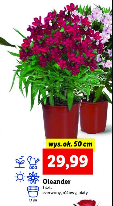 Oleander czerwony 50 cm promocje