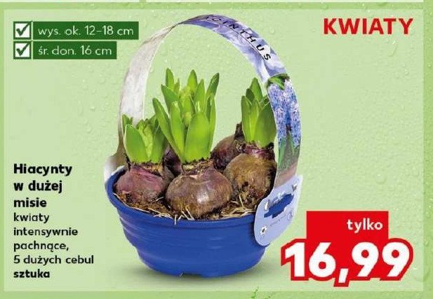 Hiacynt w misie 16 cm promocja