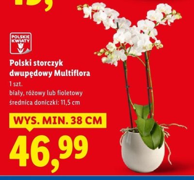 Polski storczyk dwupędowy Multiflora promocja w Lidl