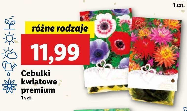 Cebulki kwiatowe premium promocja