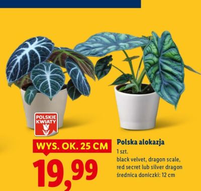 Polska alokazja promocja w Lidl