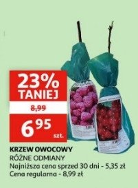 Czarna porzeczka promocja