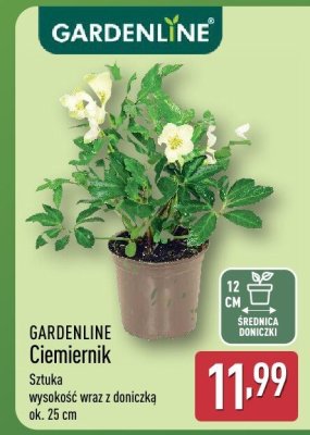 Ciemiernik promocja w Aldi