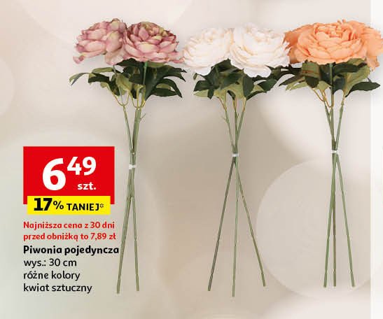 Piwonia 30 cm promocja