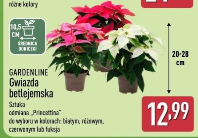  Gwiazda betlejemska Princettina promocja w Aldi