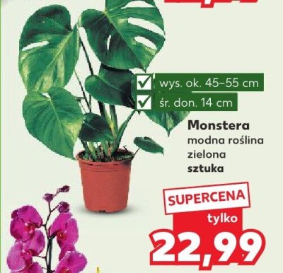 Monstera  promocja w Kaufland
