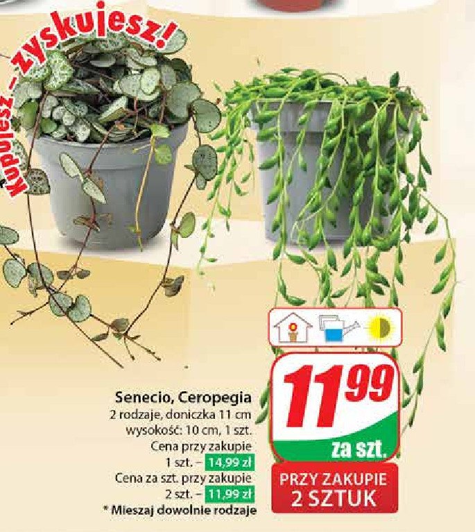 Senecio promocja