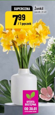 Żonkil pęczek 20 szt promocja w POLOmarket