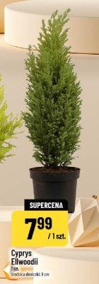 Cyprys Ellwoodii promocja w POLOmarket