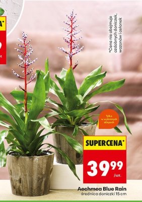 Aechmea Blue Rain promocja w Biedronka