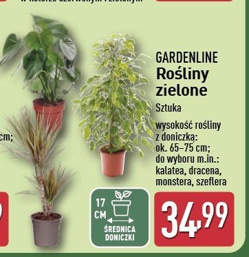 Szeflera 65-75 cm GARDEN LINE promocja w Aldi