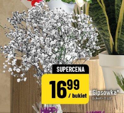 Gipsowka bukiet promocja w POLOmarket
