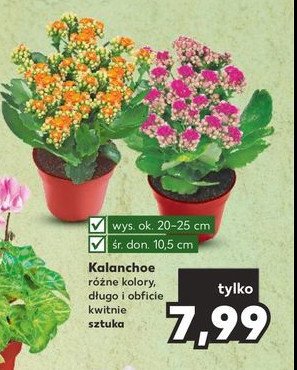 Kalanchoe 10.5 cm promocja