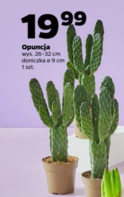 Opuncja 26-32 cm promocja w Netto