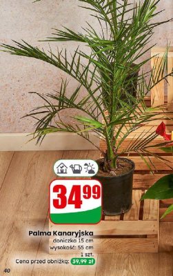 Palma Kanaryjska promocja w Dino