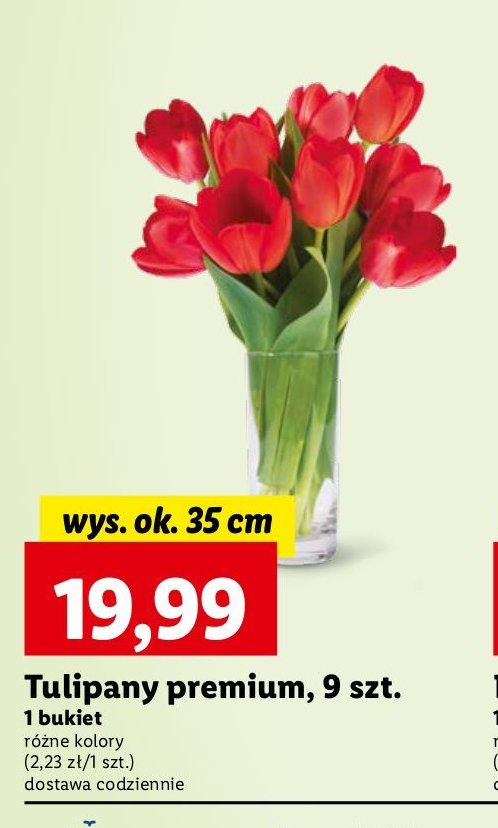 Tulipany premium 35 cm promocja