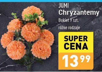 Chryzantema 9-kwiatowa Jumi promocja