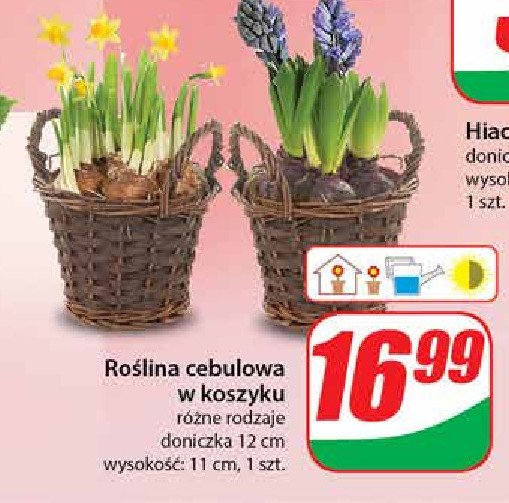 Roślina cebulowa w koszyku 12 cm promocja