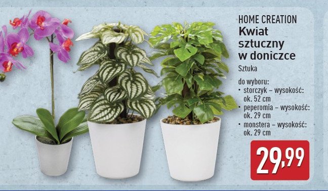 Peperomia Home creation promocja w Aldi