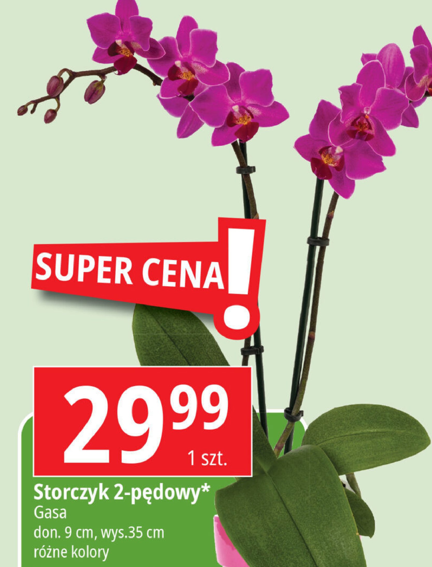 Storczyk 2-pędowy don. 9 cm Gasa group promocja