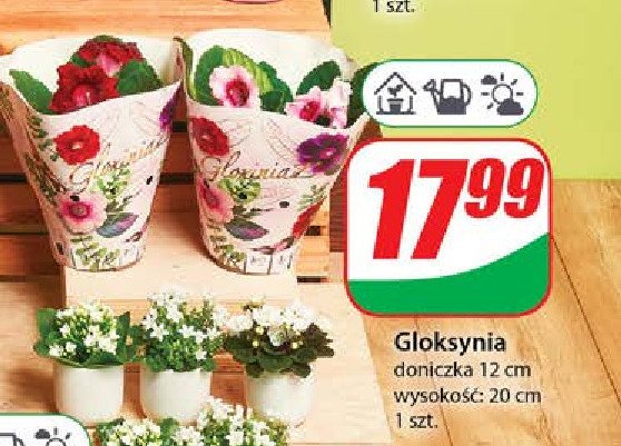 Gloksynia don. 12 cm promocja