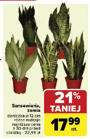 Zamia promocja