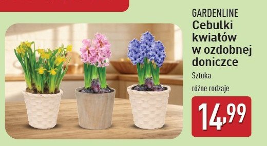 Cebulki kwiatów w ozdobnej doniczce GARDEN LINE promocja w Aldi