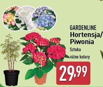 Hortensja ogrodowa GARDEN LINE promocja
