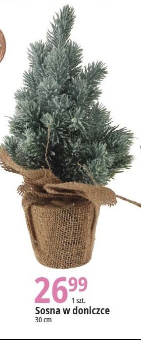Sosna 30 cm promocja